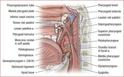 thumbs/Muscles of Pharyngeal Wall.jpeg.jpg